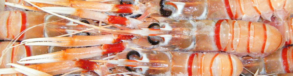 スキャンピラングスティーヌブラックタイガーバナメイエビアルゼンチン赤エビ